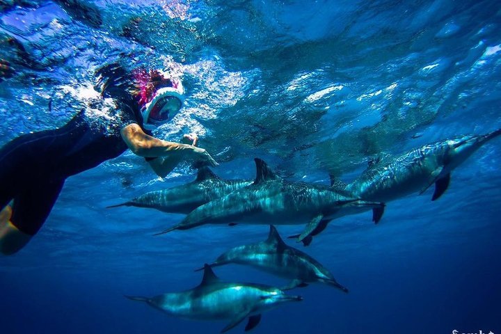 Hurghada Dolphin House Snorkeling Tour – Lunch & Drinks Included
