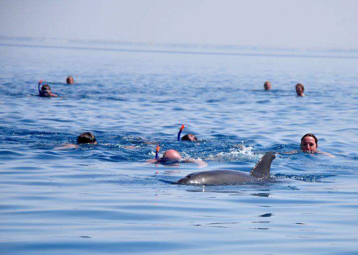 Sataya Reef (Dolphin House) Snorkeling Trip from Marsa Alam