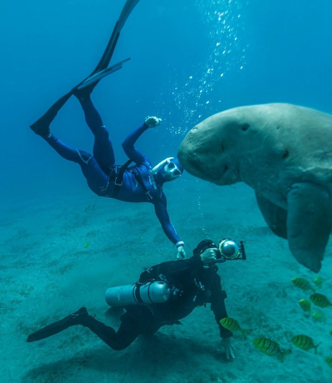 Marsa Mubarak Snorkeling Sea Trip - Marsa Alam