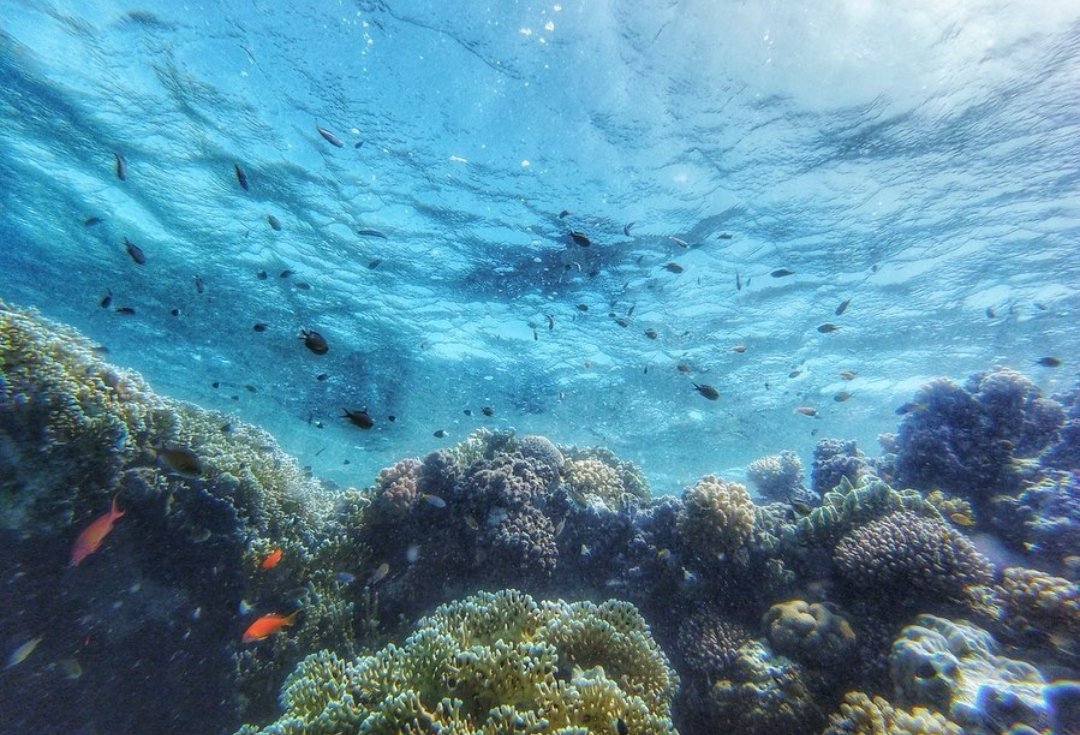 Coral Garden Snorkeling Boat Trip in Marsa Alam – Reefs, Fish & Shipwreck