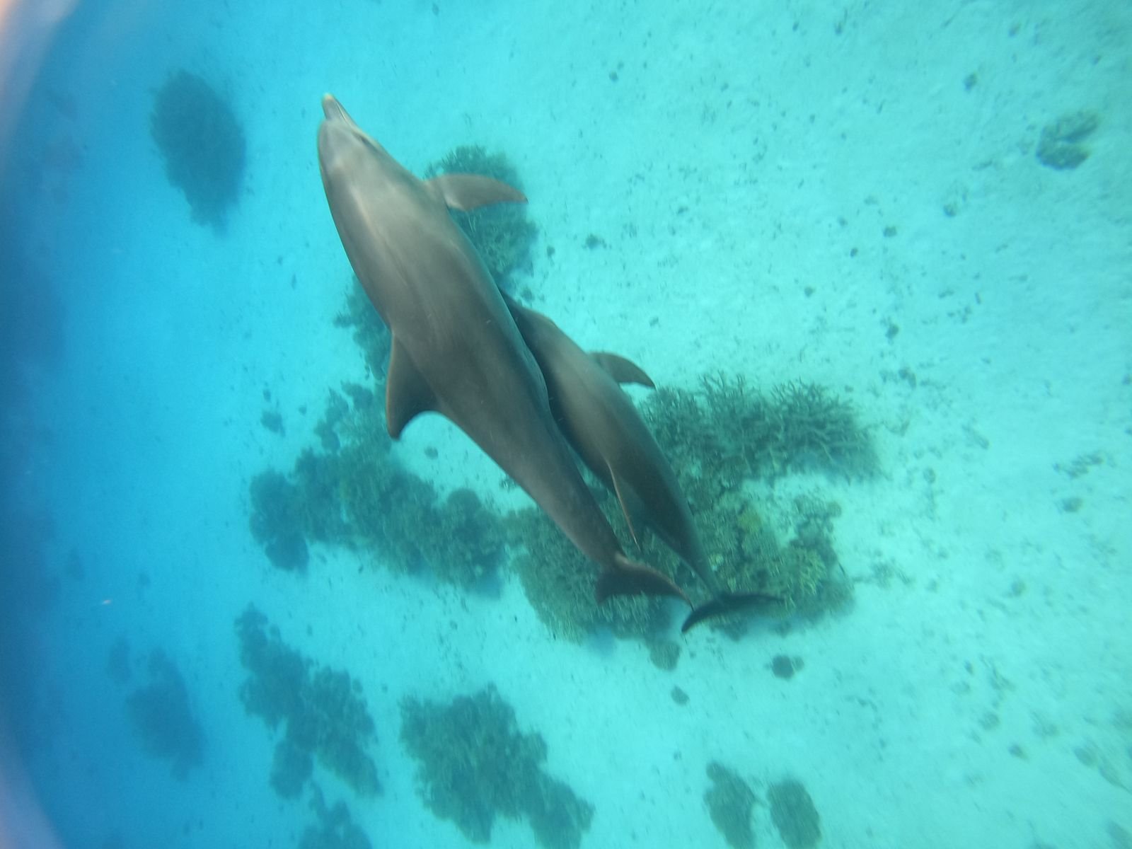 Luxury Sunrise Dolphin Snorkeling Tour with Breakfast, BBQ Lunch